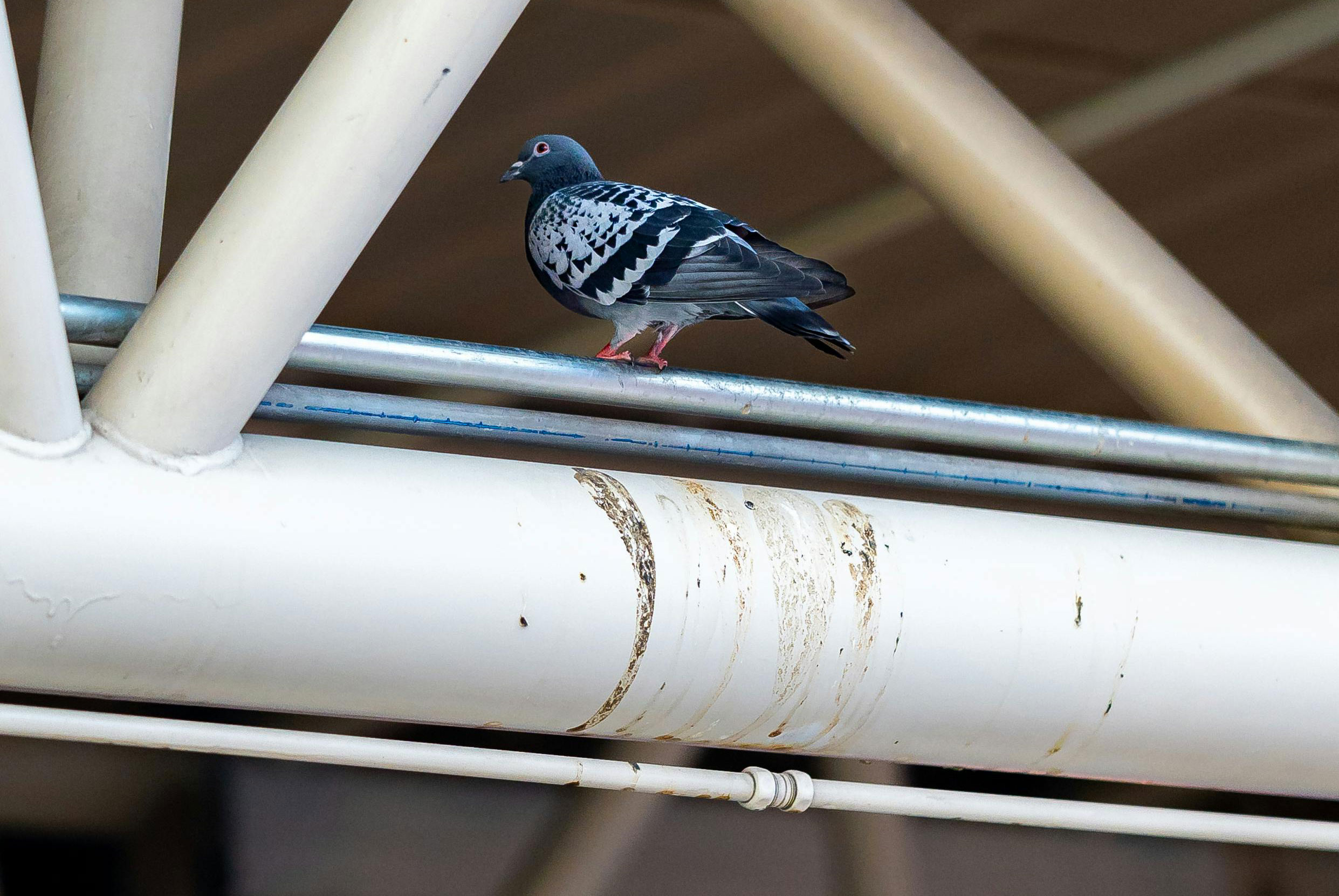 pigeons volatiles | 🐦⬛ Les volatiles laissent des traces, mais pas nos cordistes - Acro Bat JDL